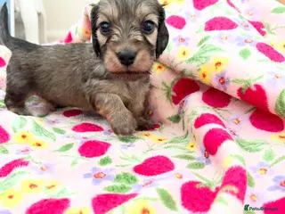 Miniature Dachshund dogs 5 star Licensed family Breeder Shaded Creams - Advert 7