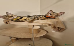 Bengal cats for sale:  🌟 Stunning Bengal Kittens  🌟 🥰🥰 - Image 4