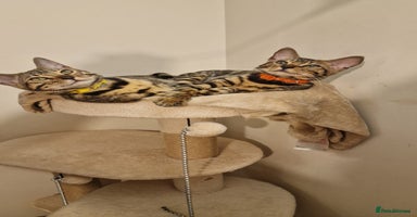 Bengal cats - Advert 3