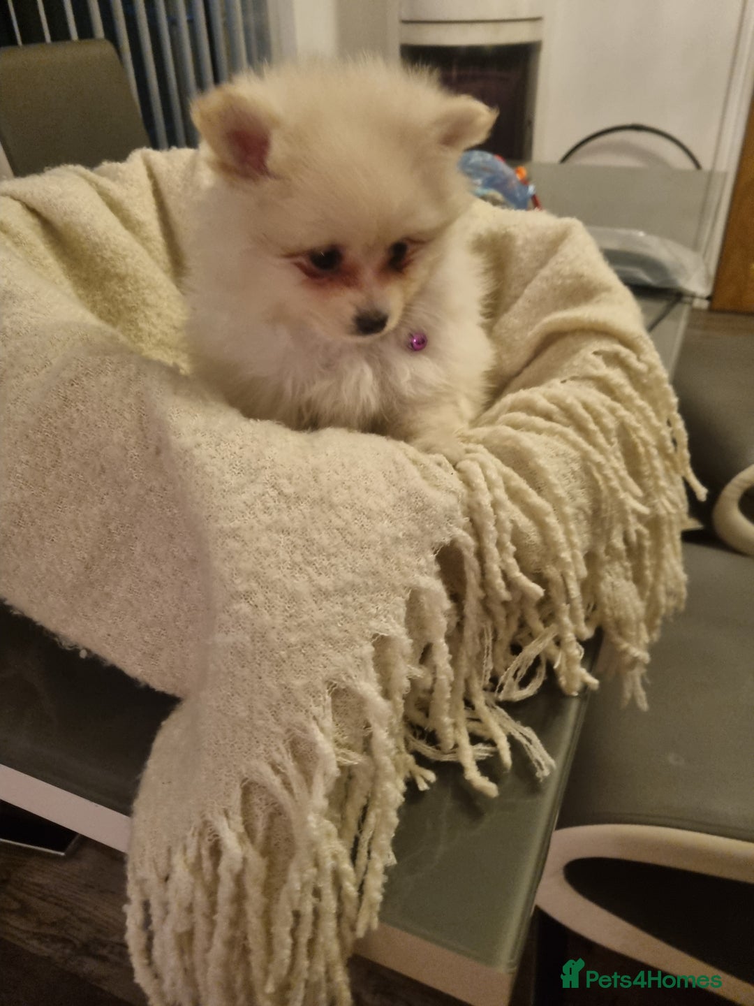 Pomeranian dogs for sale: Pomeraniums  - Advert 11