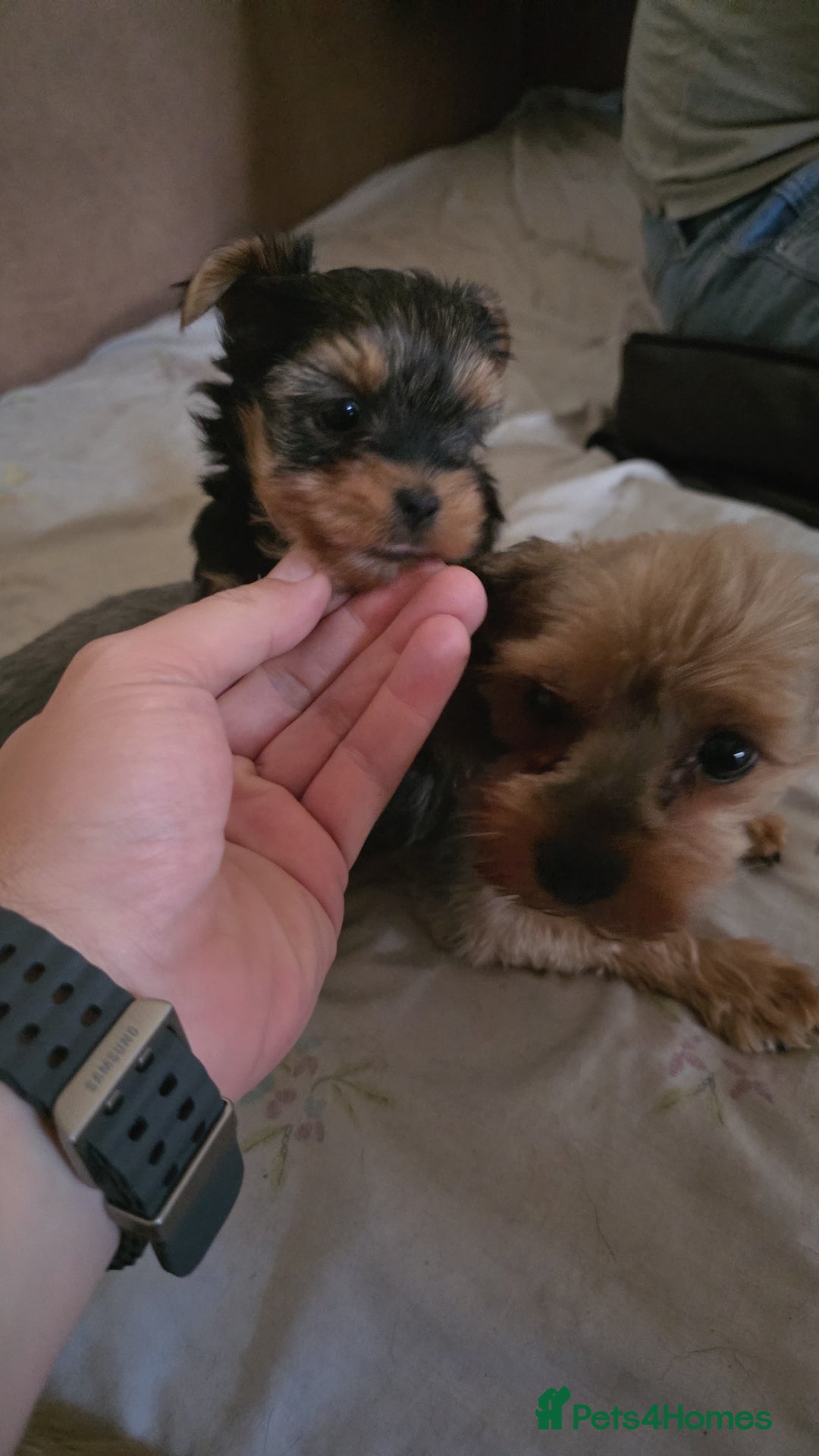 Yorkshire Terrier dogs for sale: ✨🐾last girl Mini Yorkshire Terrier Puppies –  🐾✨ - Image 8