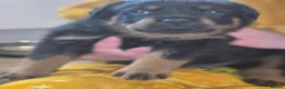 Rottweiler dogs for sale: Rottweiler puppies for sale cash only  - Advert 8