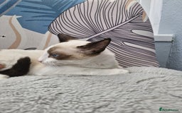 Snowshoe cats for sale: Pedigree snowshoes ready now only two left - Image 4