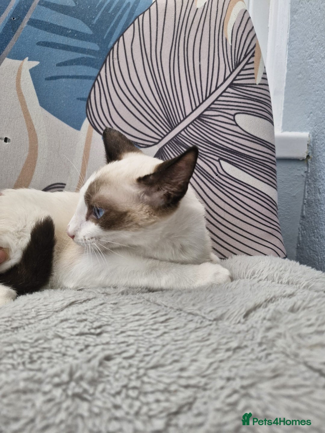 Snowshoe cats for sale: Pedigree snowshoes ready now only two left - Image 4