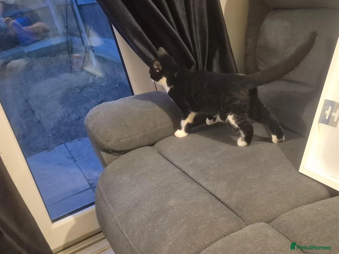 Mixed Breed cats for sale: Female kitten for sale  in Basildon - Advert 2