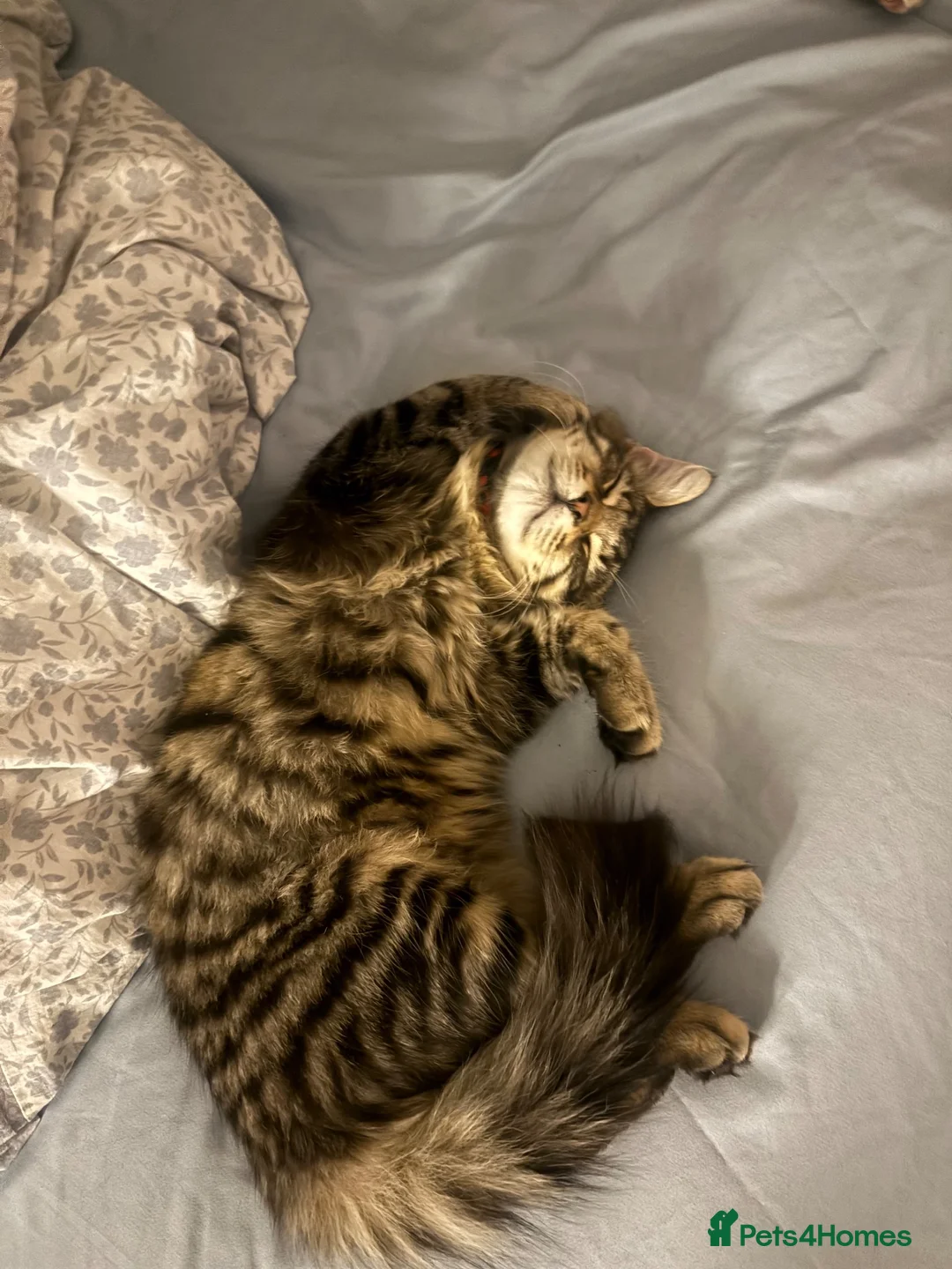British Shorthair cats for sale: Mail kitten 3 months old  in Halesowen - Advert 2