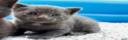 British Shorthair cats for sale: ❤ Beautiful Kittens ❤ – Ready for Loving Homes ❤ in Hull - Advert 9