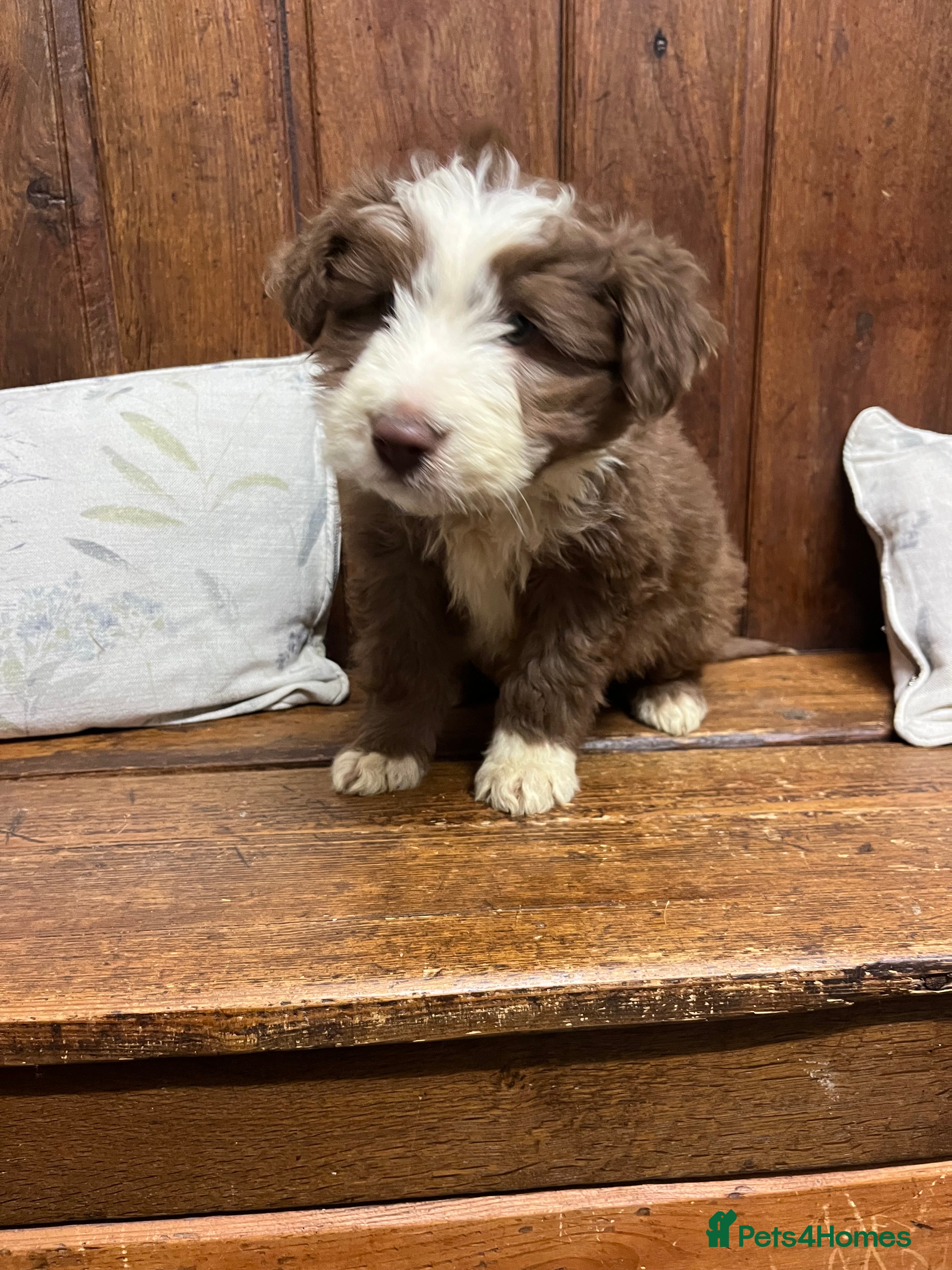 Bearded Collie dogs One Brown Beardie For Sale - Advert 2