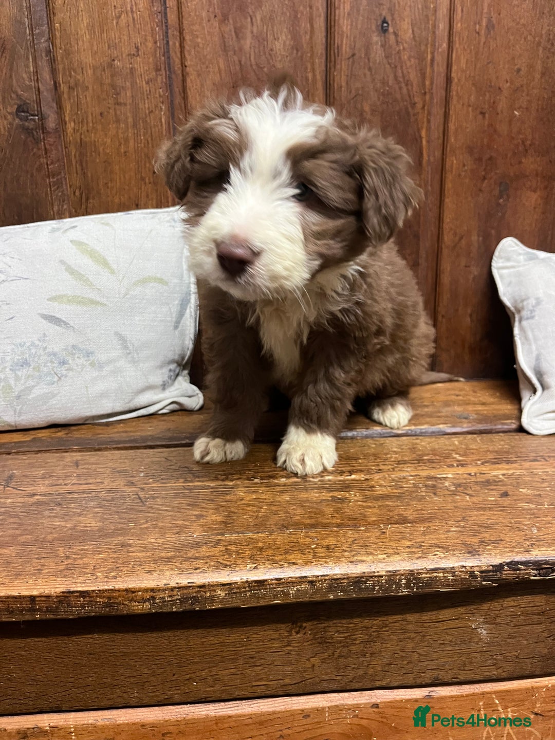 Bearded Collie dogs for sale: One Brown Beardie For Sale - Advert 1