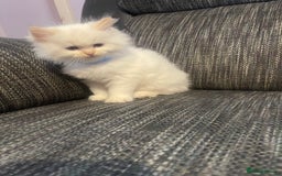 Ragdoll cats for sale:  Beautiful Ragdoll Kittens * 3 BoYs *  - Image 14