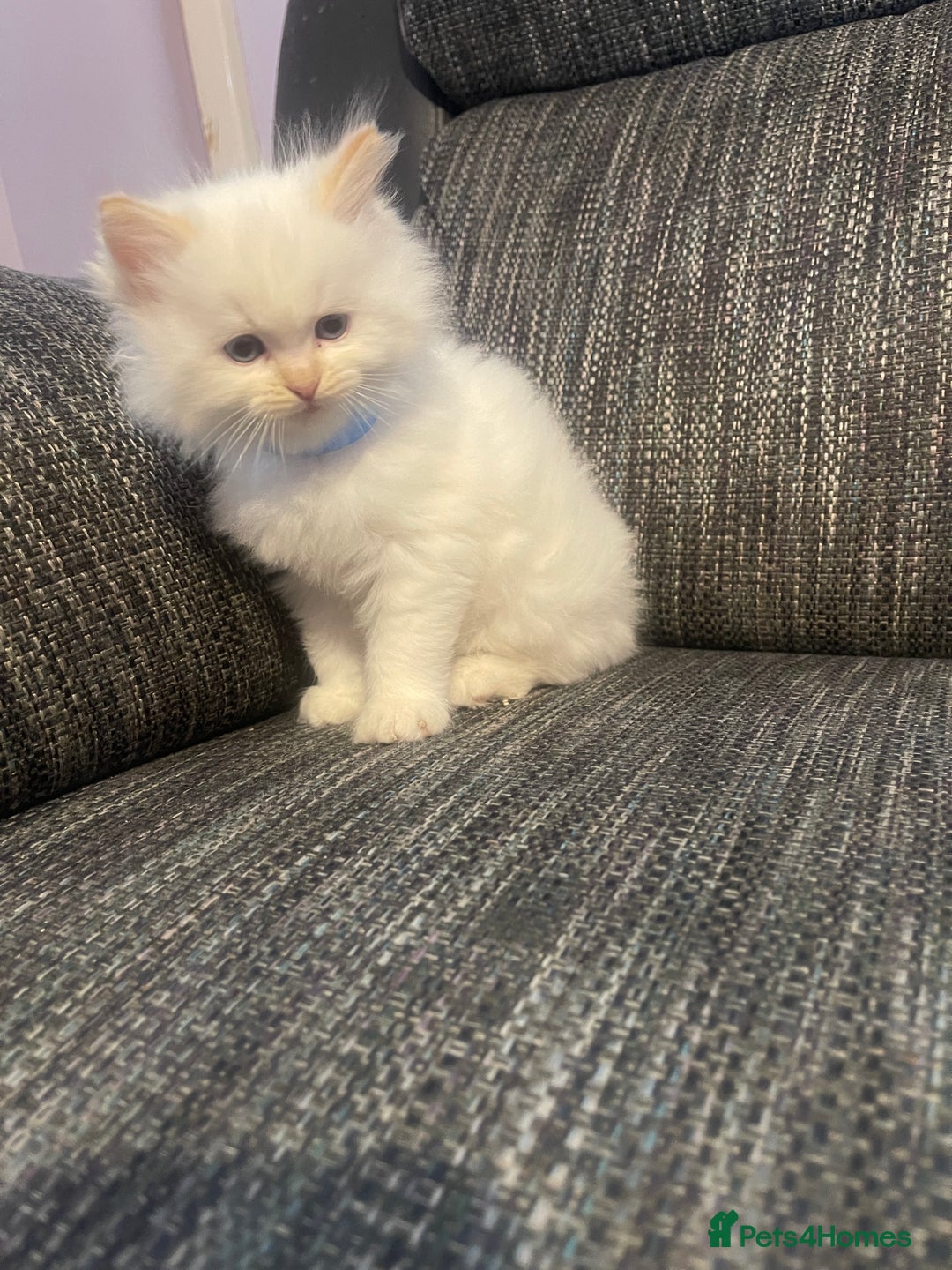 Ragdoll cats for sale:  Beautiful Ragdoll Kittens * 3 BoYs *  - Image 14