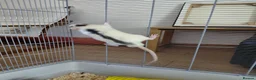 Rat rodents for sale: 2 male rats in Thetford - Advert 12
