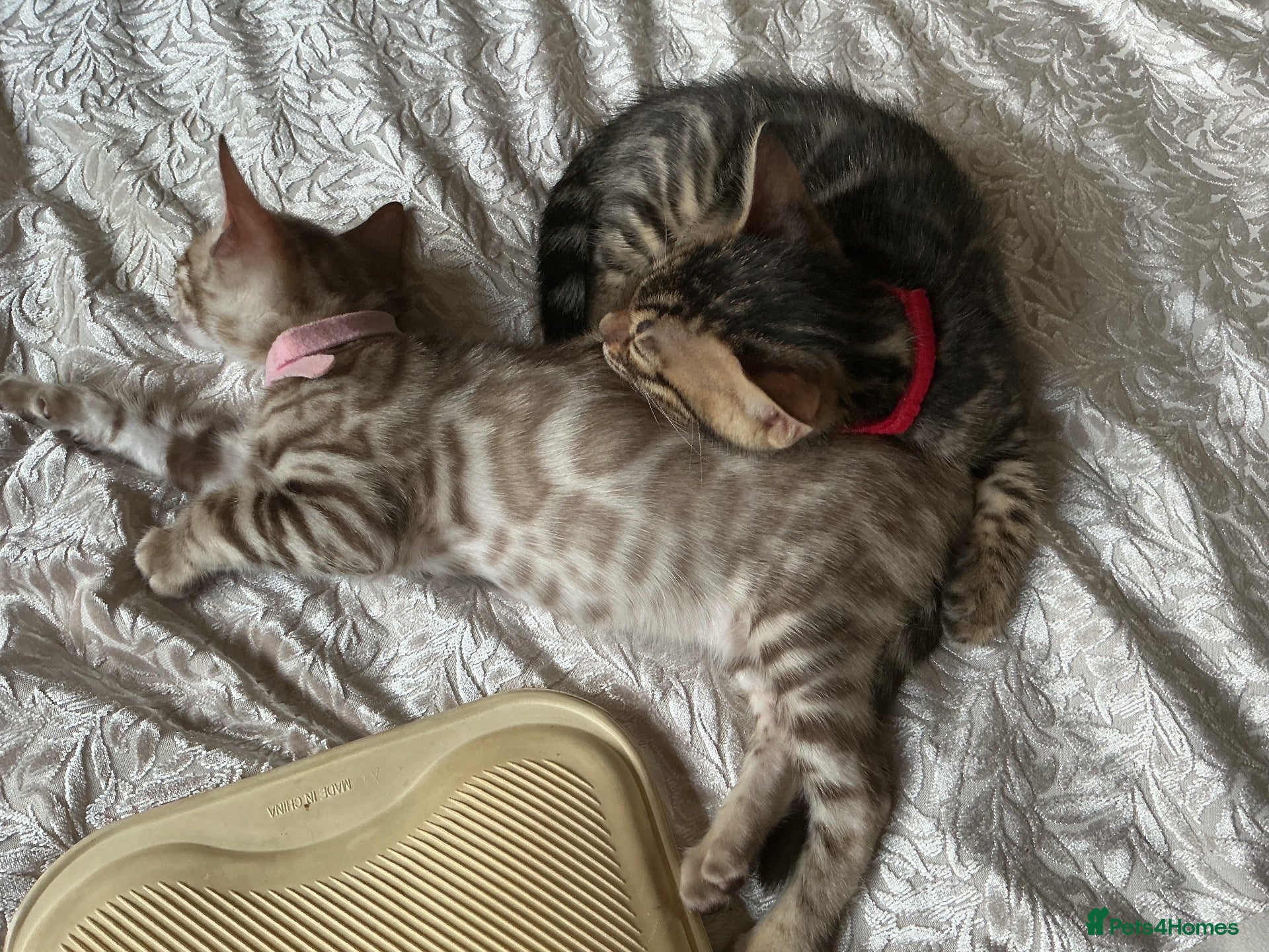 Bengal cats Adorable Bengal kittens pedigree ready to reserve - Advert 2