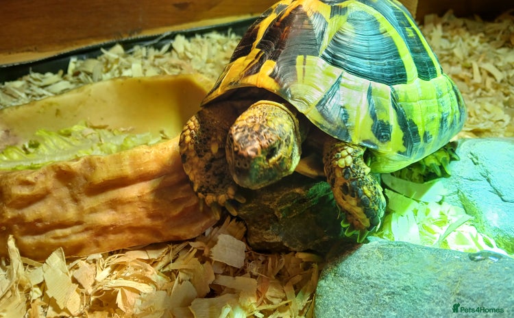 Hermann Tortoise reptiles - Advert 2