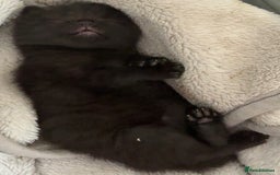 Mixed Breed cats for sale: 2 beautiful female cats **one being half ragdoll** - Image 14