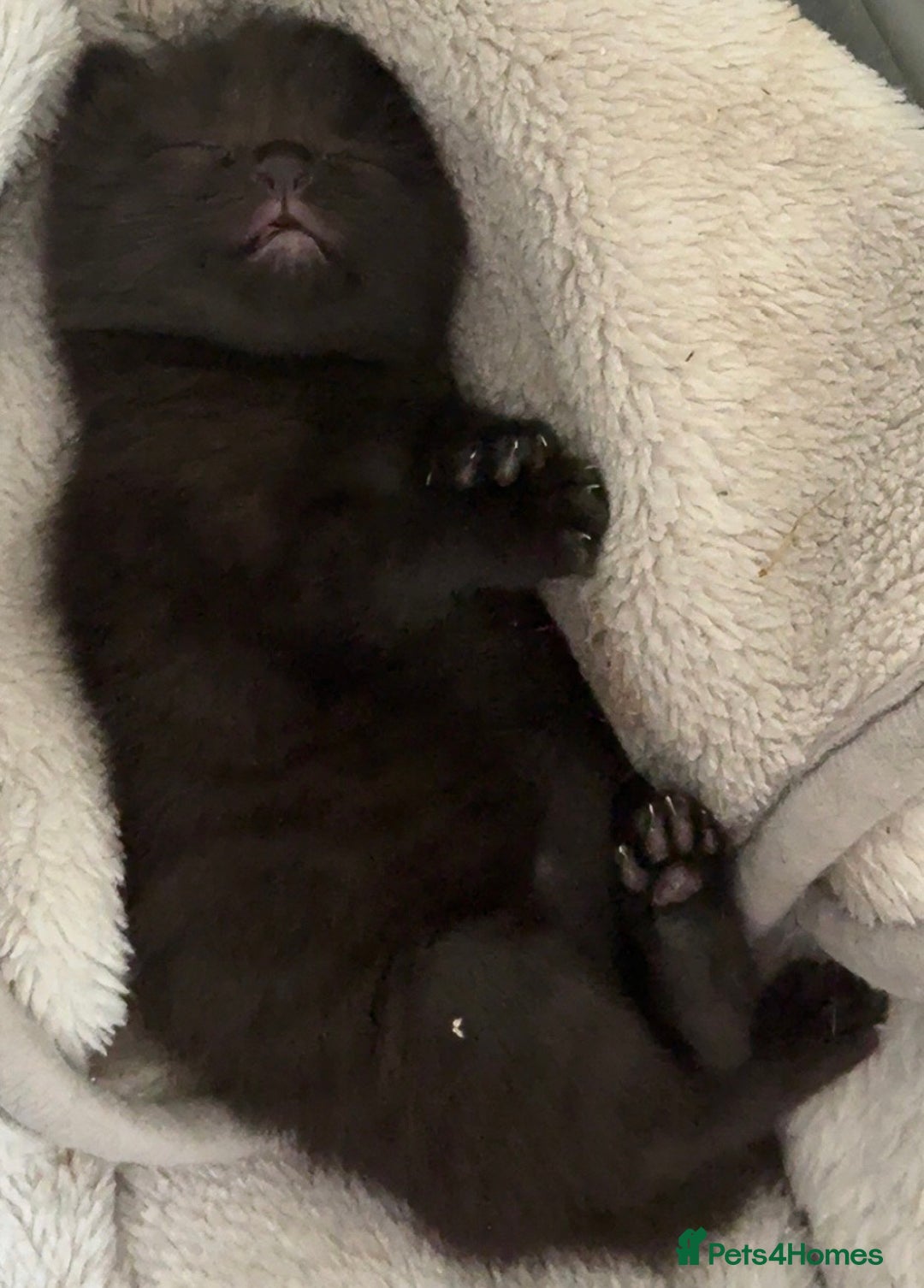 Mixed Breed cats for sale: 2 beautiful female cats **one being half ragdoll** - Image 14