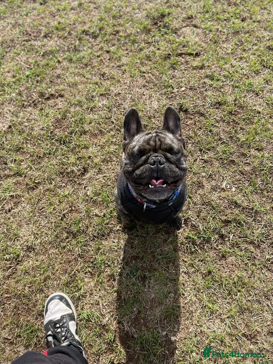 French Bulldog dogs for sale: 5-Year-Old French Bulldog  - Advert 2