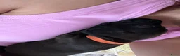 Mixed Breed dogs for sale: Sprocker spaniel x Frenchie-Pei  - Advert 9