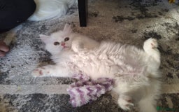Mixed Breed cats for sale: Two Adorable Pure White Persian x Ragdoll Kittens - Image 4