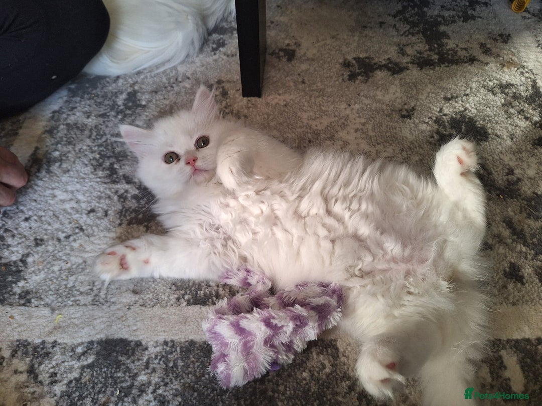 Mixed Breed cats for sale: Two Adorable Pure White Persian x Ragdoll Kittens - Image 4