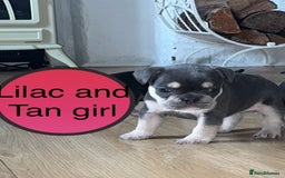 French Bulldog dogs for sale: FRENCH BULLDOG PUPPIES READY NOW!   🐾 - Image 20