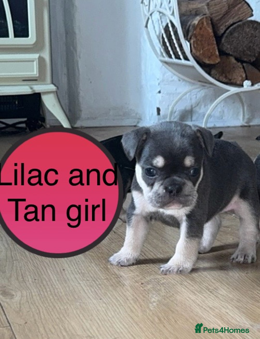 French Bulldog dogs for sale: FRENCH BULLDOG PUPPIES READY NOW!   🐾 - Image 20
