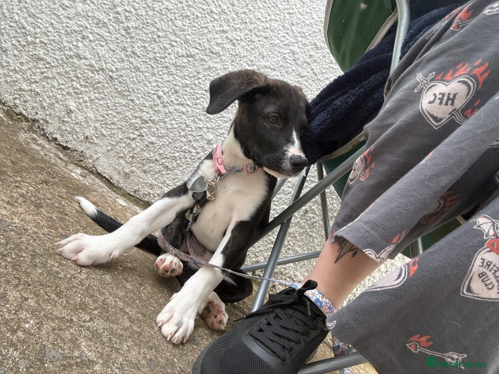 Mixed Breed dogs Last girl puppy  - Advert 3