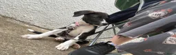 Mixed Breed dogs for sale: Last girl puppy  in Bridgend - Advert 1