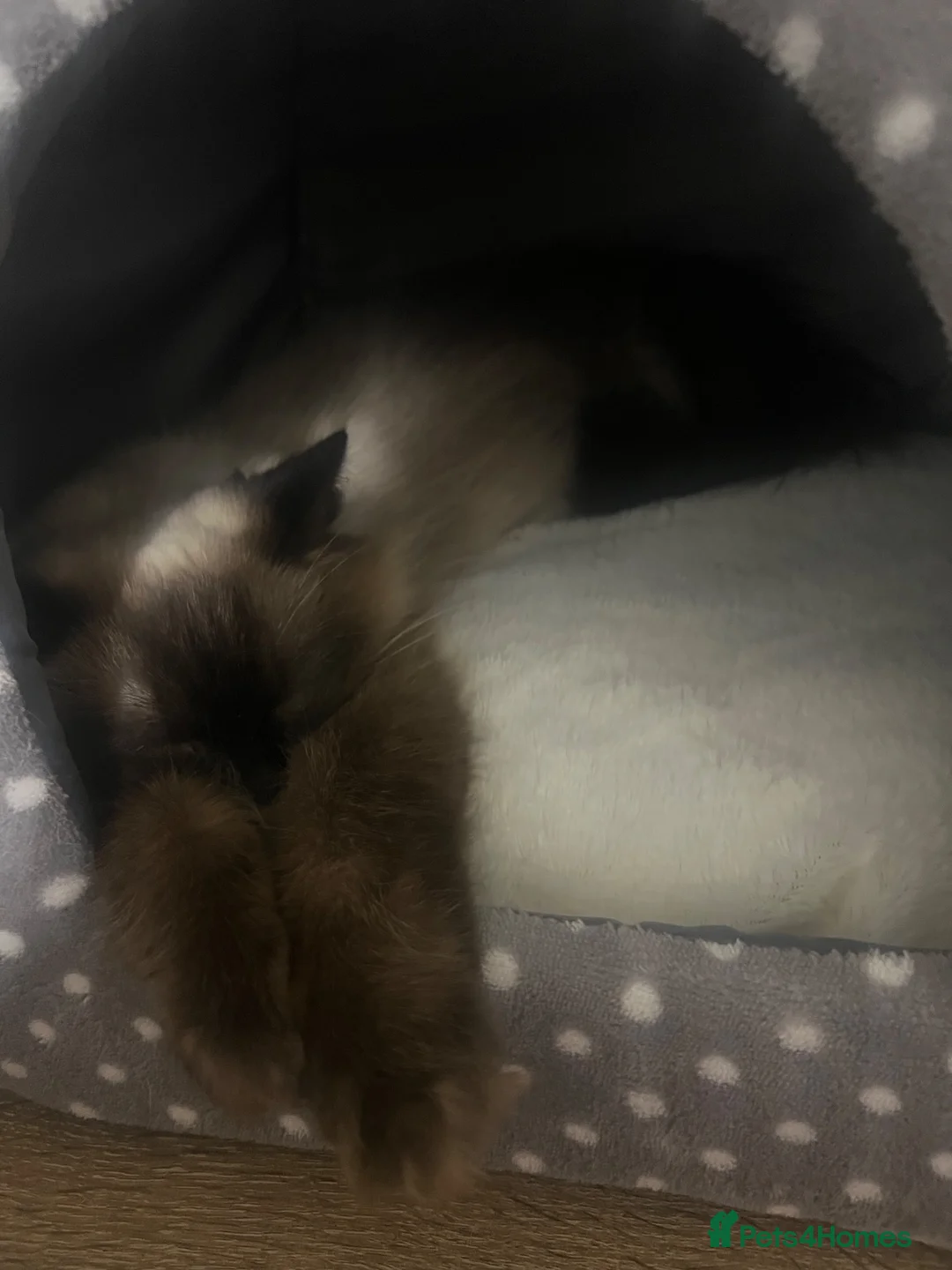 Ragdoll cats for sale: 2 year old female ragdoll in Chesterfield - Advert 6