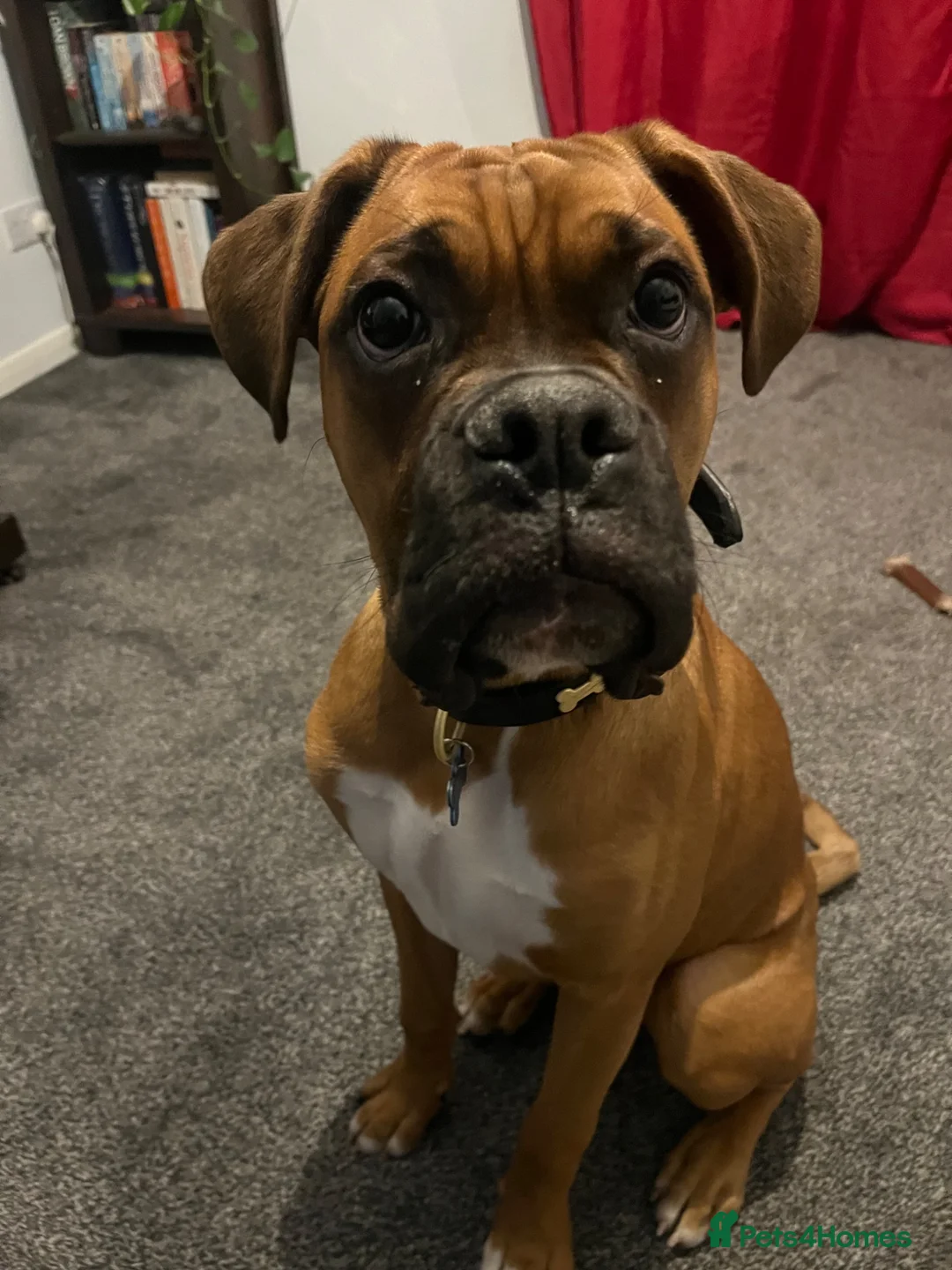 Boxer dogs for sale: Boxer puppy - 10 months old - Advert 1