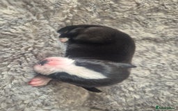 Mixed Breed dogs for sale: American bull staffy cross cane corso - Image 7