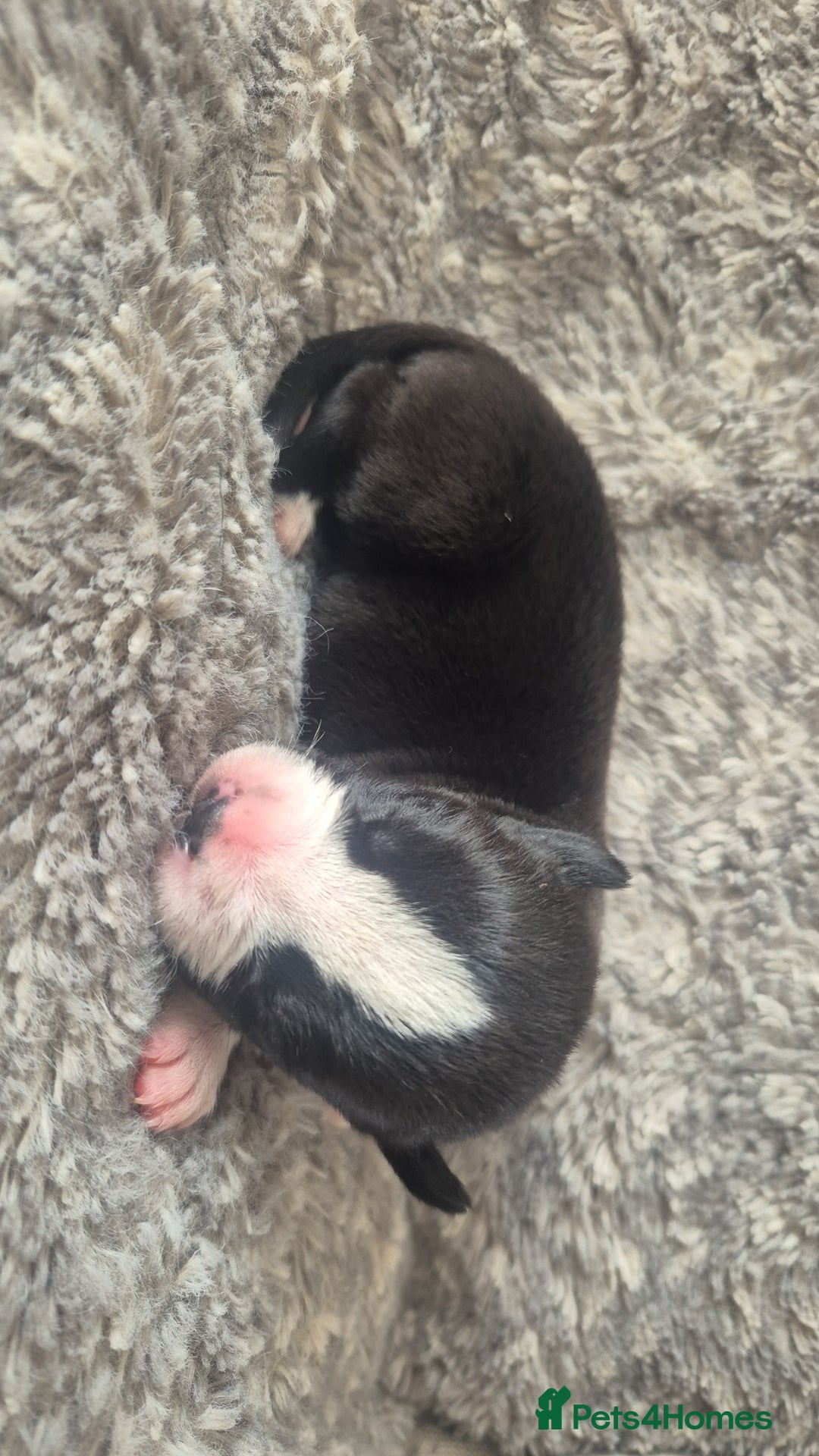 Mixed Breed dogs for sale: American bull staffy cross cane corso - Image 7