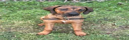 Rhodesian Ridgeback dogs for sale: KC Registered Ridgeback Male Seeking Forever Home  in Huntingdon - Advert 10