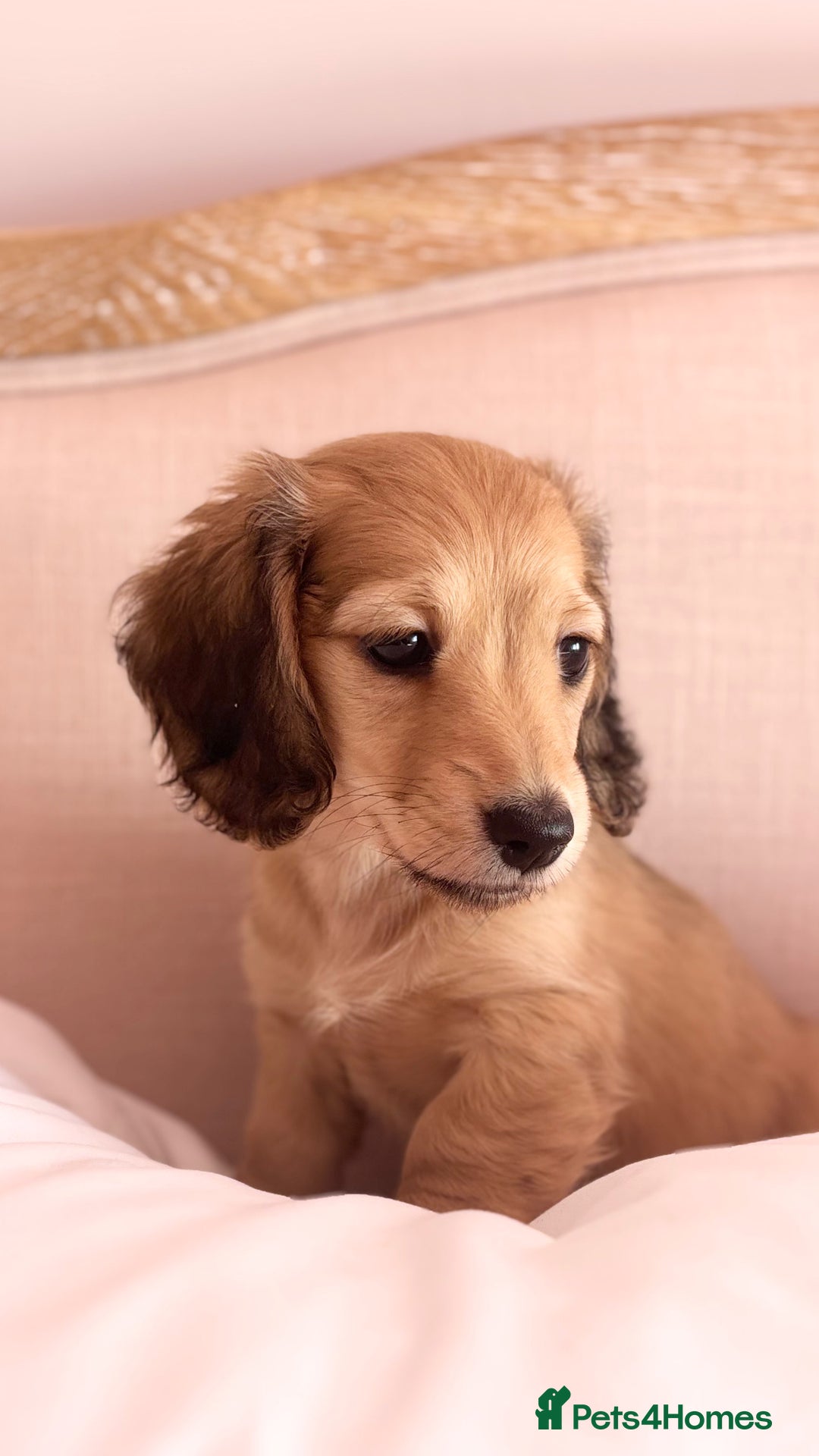 Miniature Dachshund dogs for sale: KC 🐶 Miniature Long Haired Cream Dachshund 🐶  - Advert 26