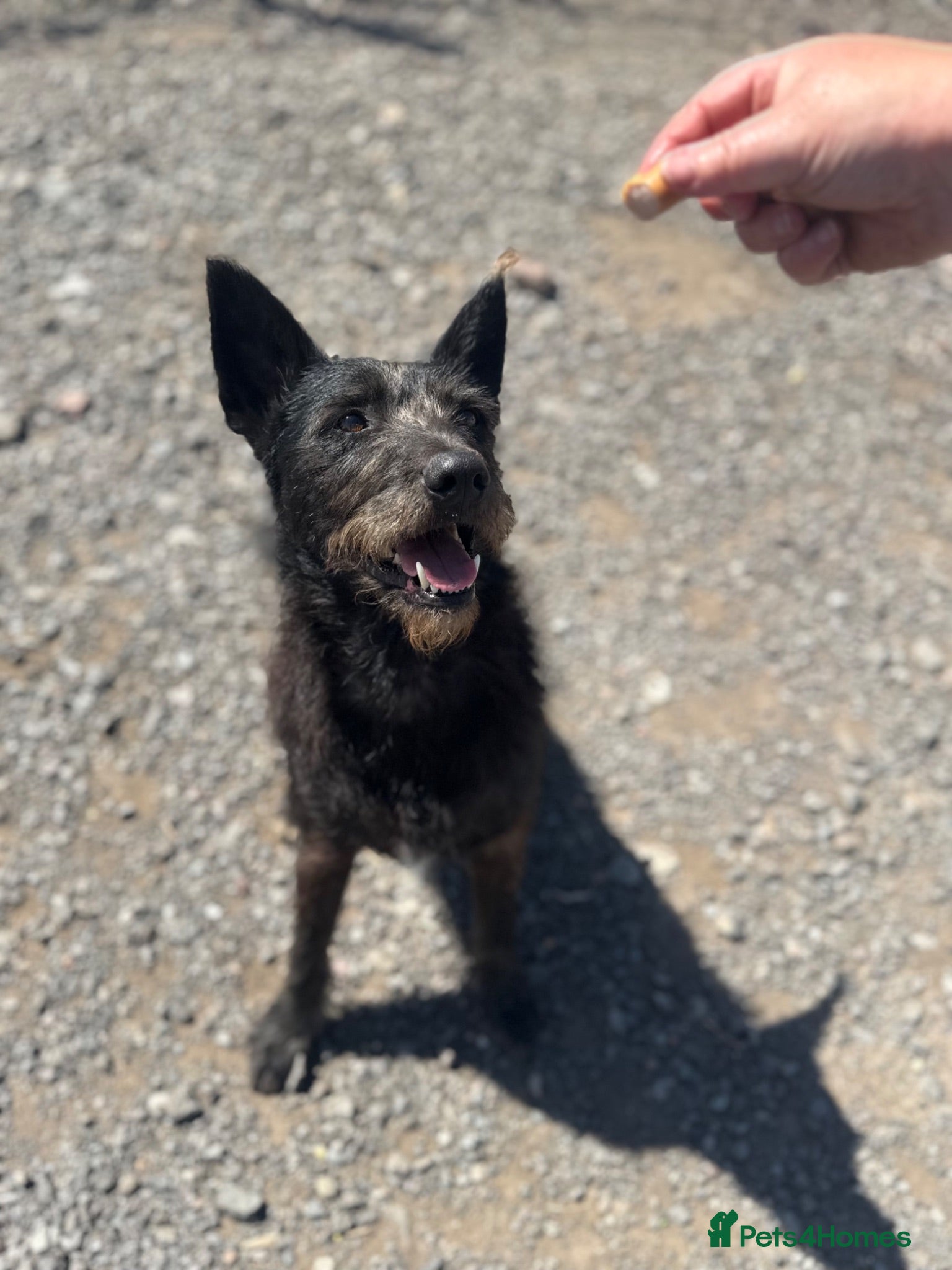 Mixed Breed dogs Pascal is looking for a female adult-only home!  - Advert 1