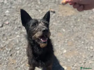Mixed Breed dogs Pascal is looking for a female adult-only home! - Advert 1