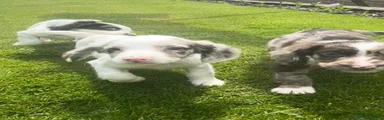 Sprocker Puppy 4