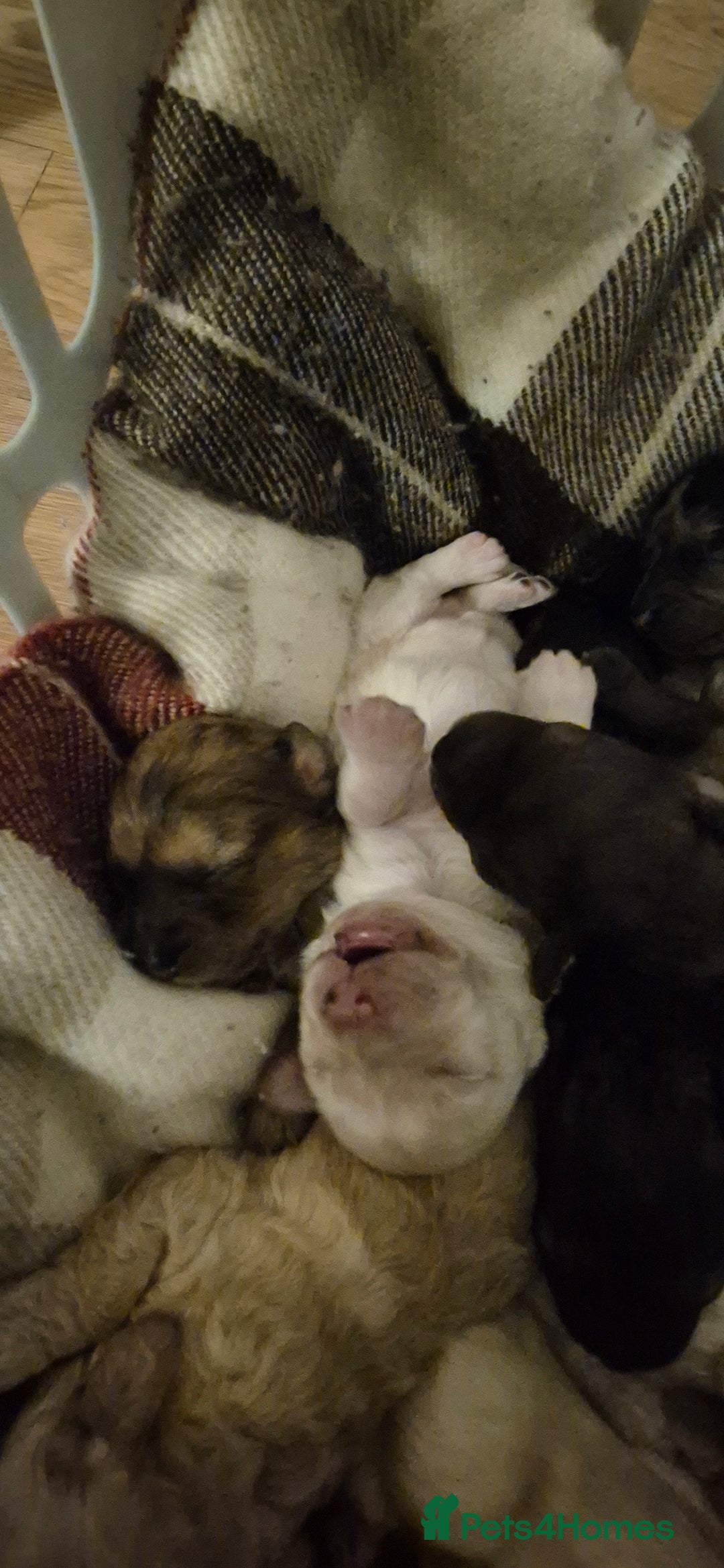 Mixed Breed dogs for sale: Gorgeous cavapoochon puppies - Image 5