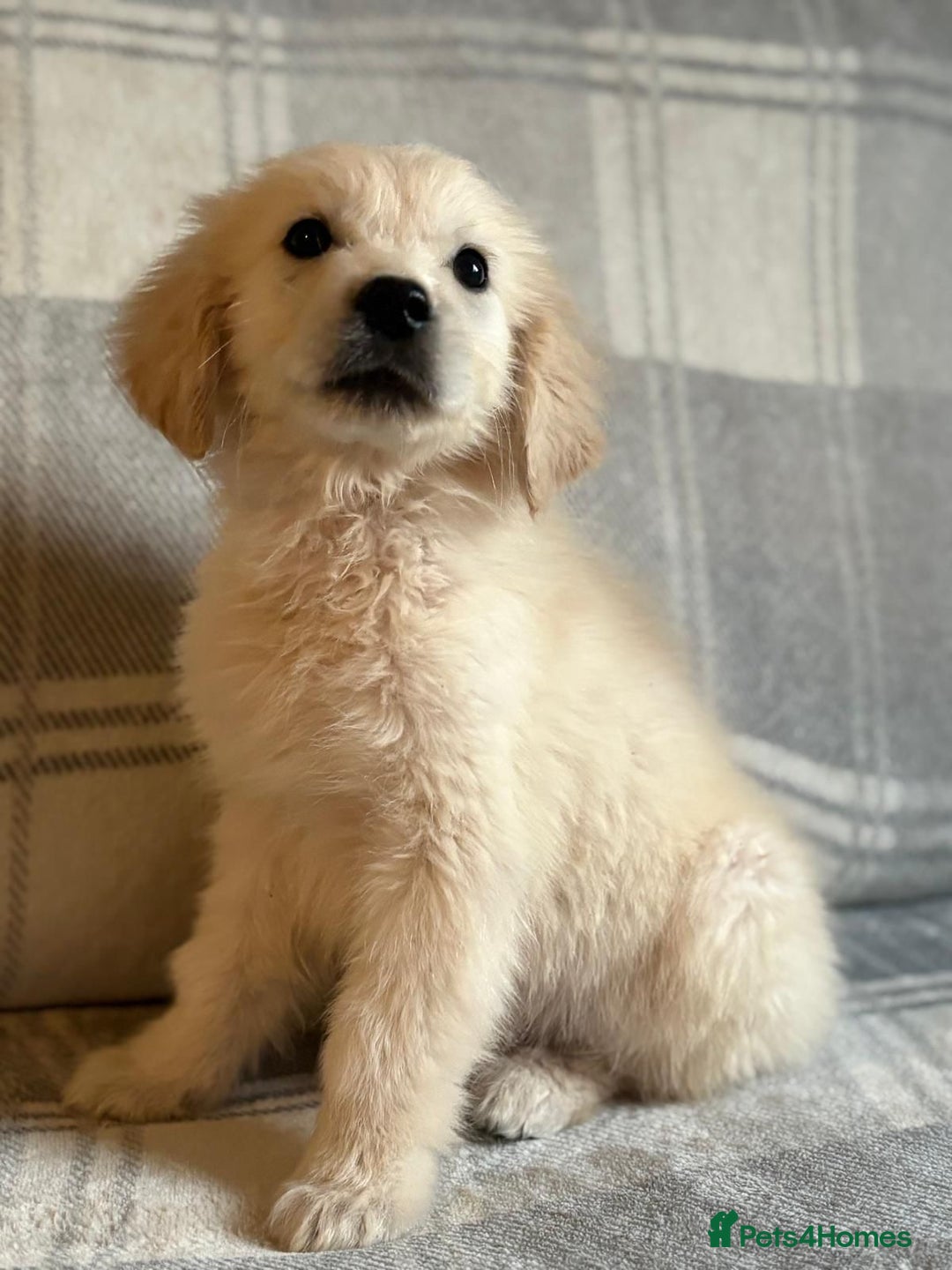 Labrador Retriever dogs for sale: Adorable 8-week-old Golden Retriever puppies  - Image 2