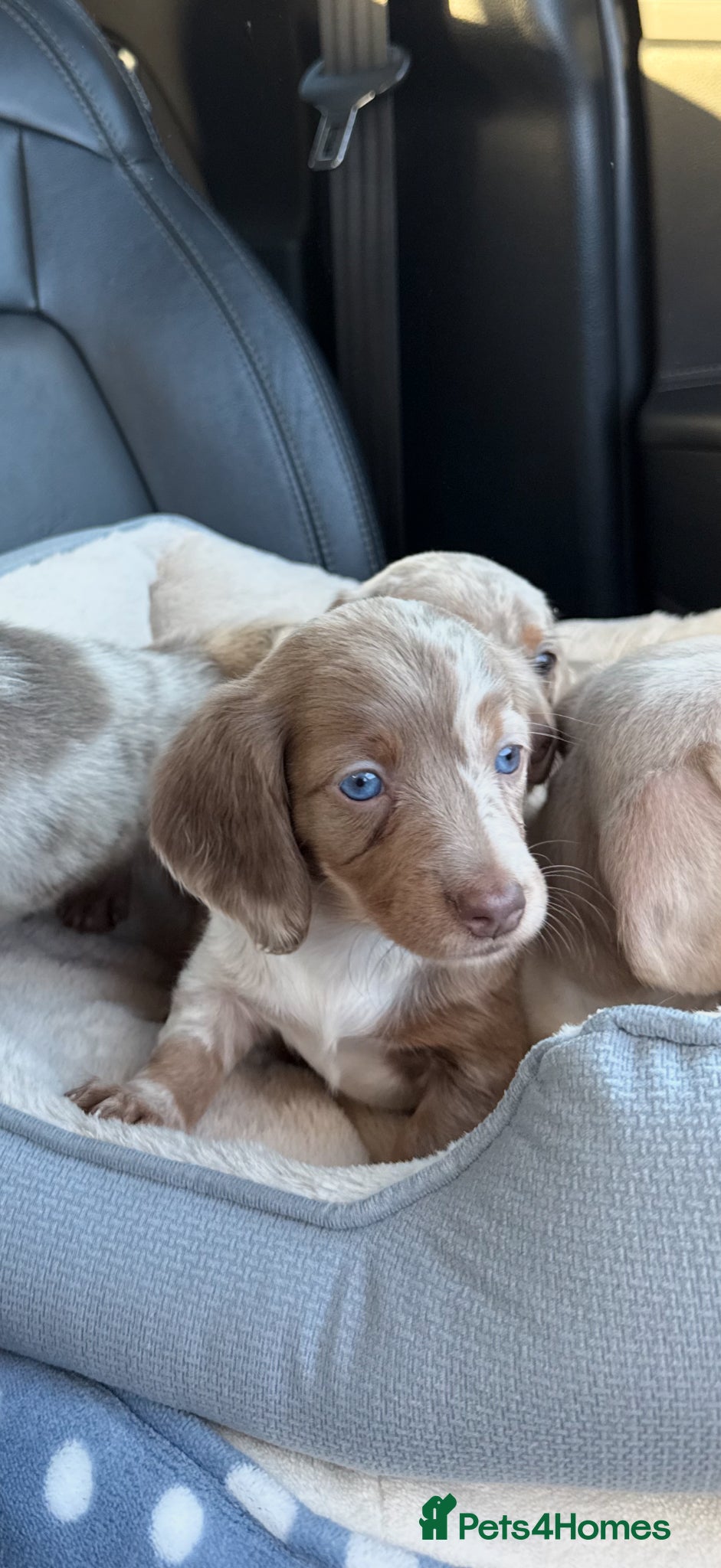 Miniature Dachshund dogs Miniature dachshund long&short isabella dapple - Advert 2