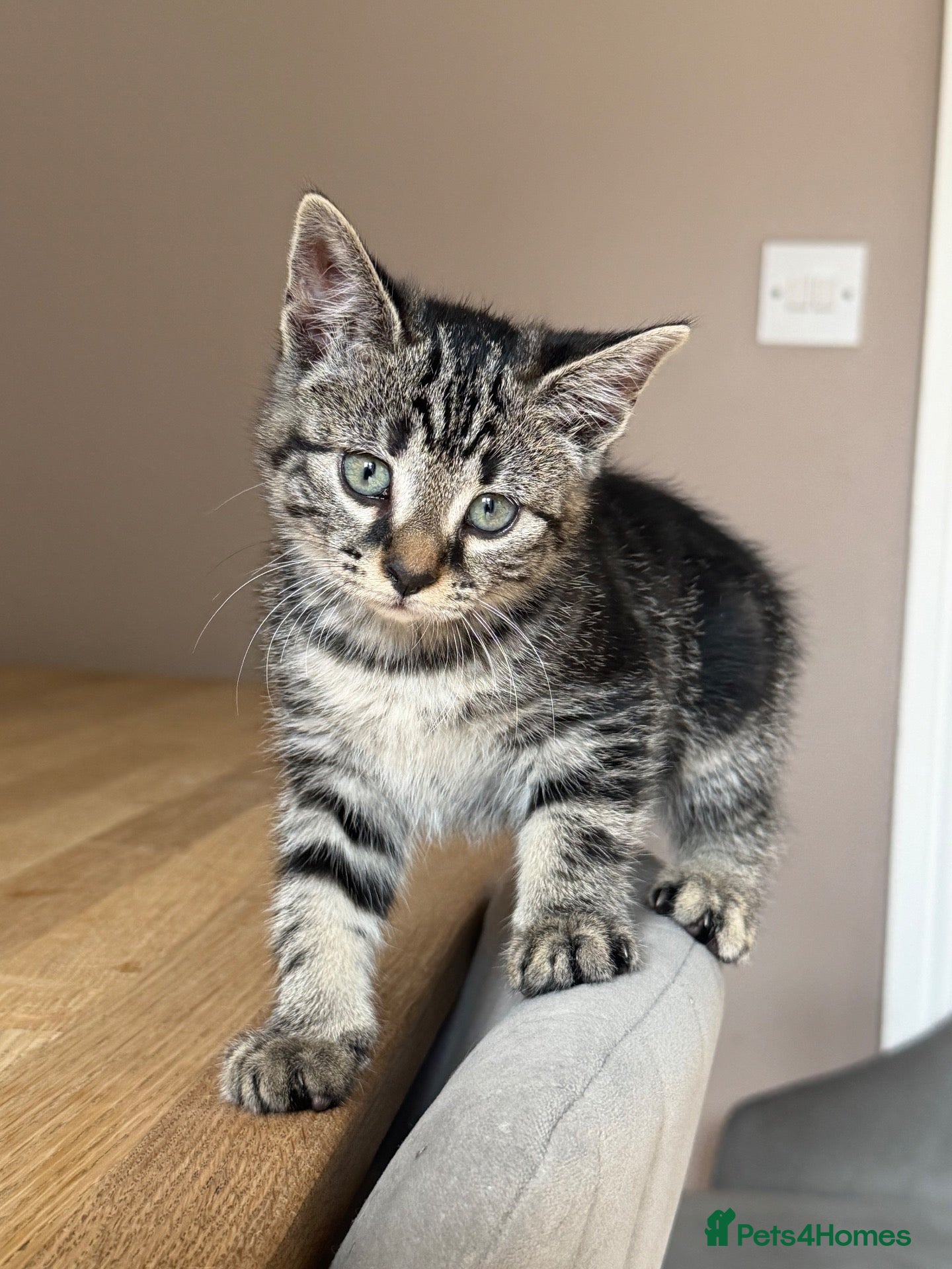 Maine Coon cats Gorgeous Maine Coon x Domestic long hair - Advert 1
