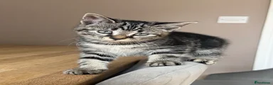 Maine Coon 6