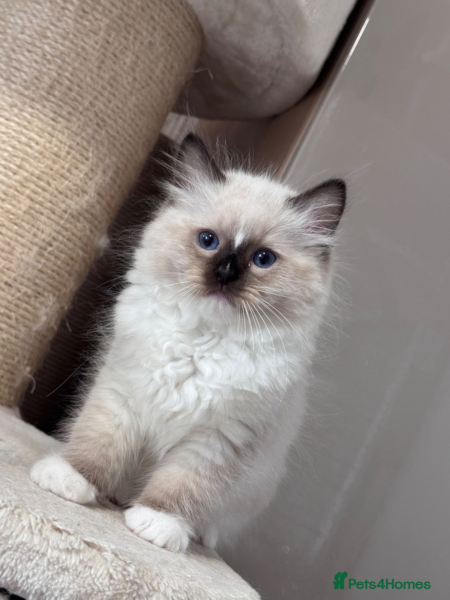 Ragdoll cats Ragkins Registered pedigree Ragdoll kittens  - Advert 2