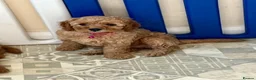 Cavapoo dogs for sale: Outstanding quality, F1b Cavapoo babies - Advert 4