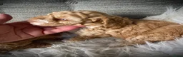 Cockapoo dogs for sale: Multi generation DNA Health Clear Cockapoo Pups  - Advert 35