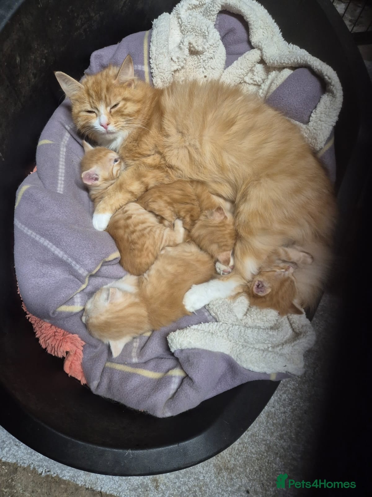 Mixed Breed cats Beautiful ginger kittens  - Advert 1
