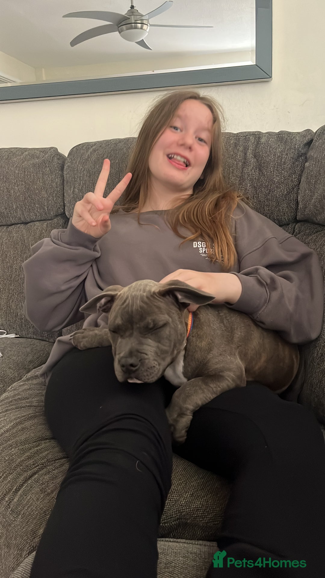 Mixed Breed dogs for sale: Bluey the beautiful boy  - Image 4