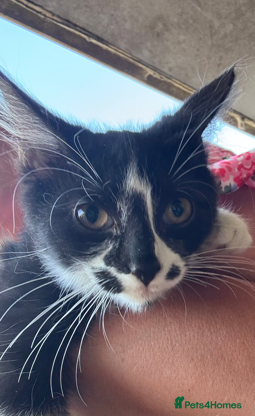 Domestic Shorthair cats for sale: Kittens for sale  - Image 2