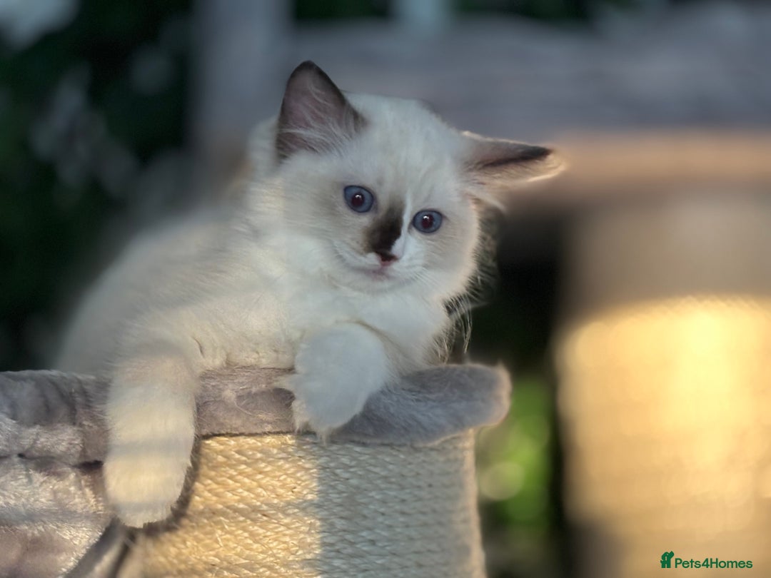 Ragdoll cats for sale: TICA, DNA tested, 5 gen pedigree  - Image 13