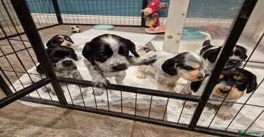Cocker Spaniel dogs - Advert 10